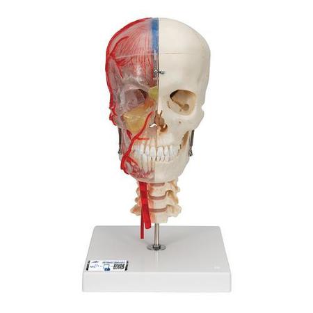 3B SCIENTIFIC BONElike Human Skull Model, 7 part - w/ 3B Smart Anatomy 1000064